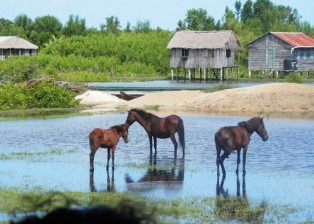 Horses