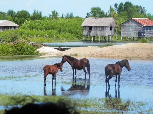 Horses